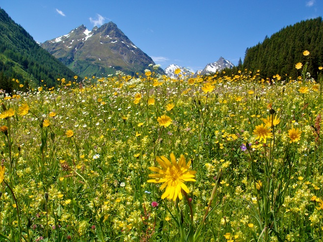 A Mountain Weeds